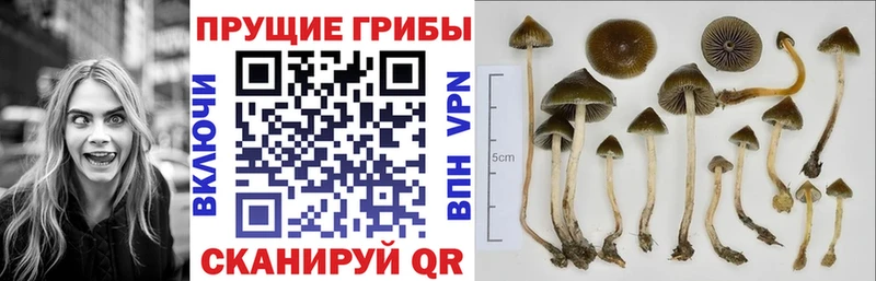 даркнет сайт  Кандалакша  Галлюциногенные грибы ЛСД 